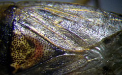 Emblethis denticollis