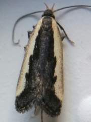 Dichomeris serrativittella