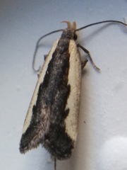 Dichomeris serrativittella