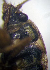 Emblethis denticollis