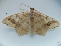 Macaria notata