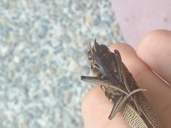 Opsiphanes