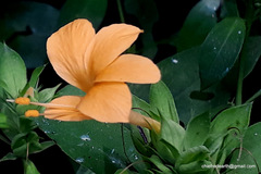 Barleria prionitis