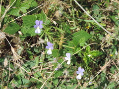 Viola etrusca