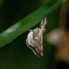 Masca abactalis