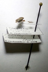 Emblethis denticollis