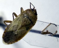 Emblethis denticollis