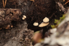 Crepidotus cesatii