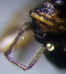 Emblethis denticollis