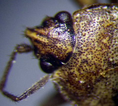 Emblethis denticollis