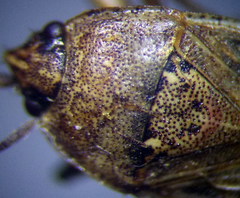 Emblethis denticollis