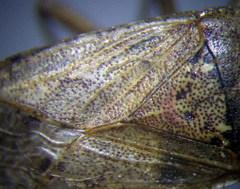 Emblethis denticollis