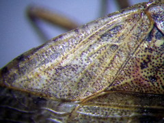 Emblethis denticollis