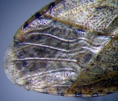 Emblethis denticollis