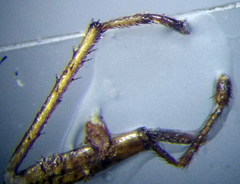 Emblethis denticollis