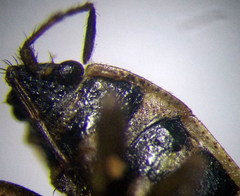 Emblethis denticollis