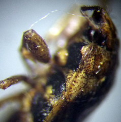 Emblethis denticollis