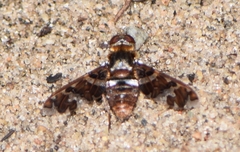 Exoprosopa caliptera