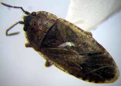 Emblethis denticollis