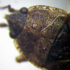 Emblethis denticollis