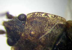 Emblethis denticollis