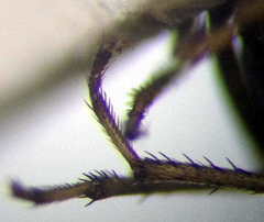 Emblethis denticollis