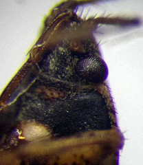 Emblethis denticollis