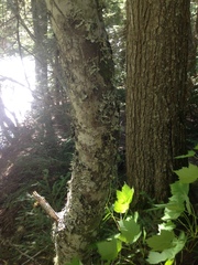 Acer glabrum