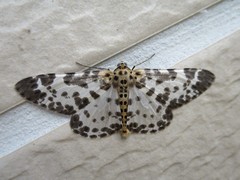 Percnia luridaria