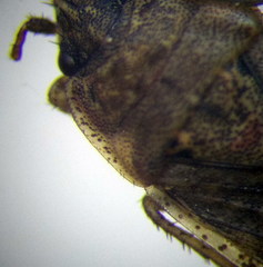 Emblethis denticollis