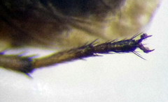 Emblethis denticollis