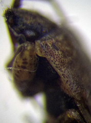 Emblethis denticollis