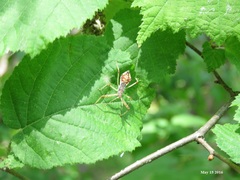 Epidaus tuberosus