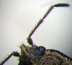 Emblethis denticollis