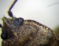 Emblethis denticollis