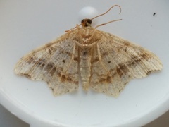 Macaria notata