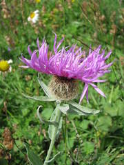 Centaurea uniflora