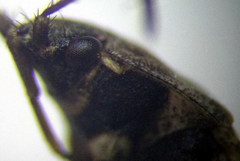 Emblethis denticollis