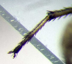 Emblethis denticollis