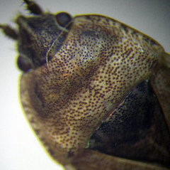 Emblethis denticollis