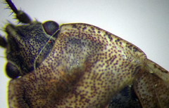 Emblethis denticollis