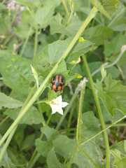 Botanochara angulata