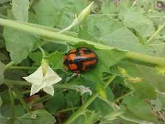 Botanochara angulata