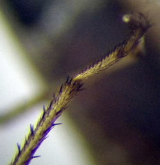 Emblethis denticollis