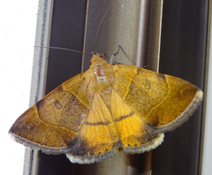 Plecopterodes moderata