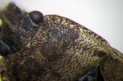 Emblethis denticollis