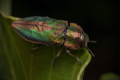 Trigonogenium