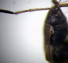 Emblethis denticollis