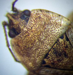 Emblethis denticollis
