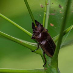 Prosopocoilus squamilateris